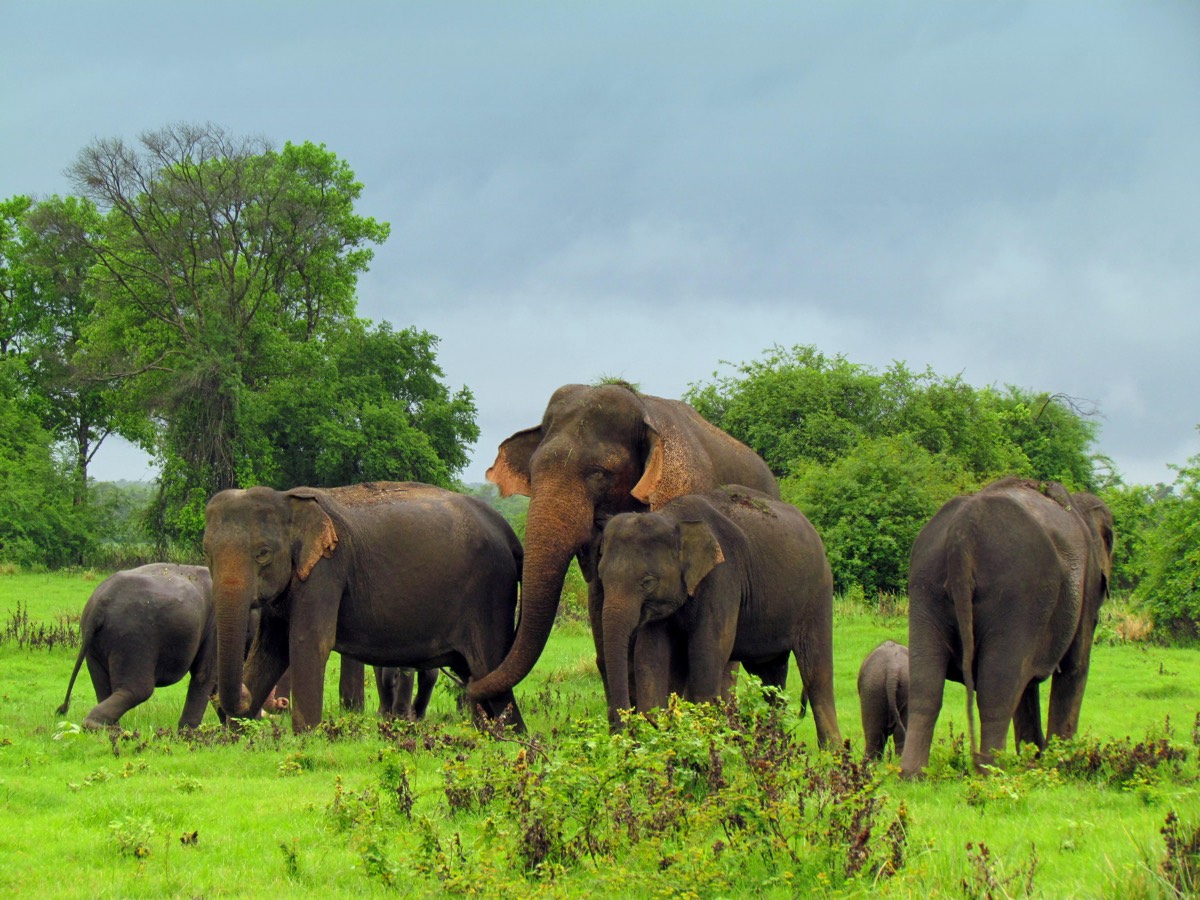 kids activities Sri Lanka - elephants watching